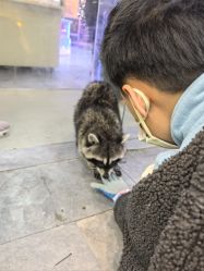 -神奇动物撸宠馆·羊驼·小浣熊·异宠(豫园店)