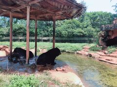 -海南热带野生动植物园