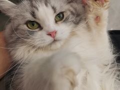 -钦宠·猫咪售卖·洗护·寄养(东圃旗舰店)