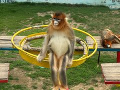 -西霞口神雕山野生动物世界