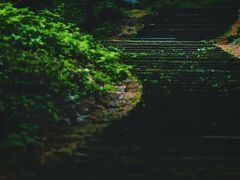 -五营红松林海景区