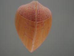 -青岛贝壳博物馆