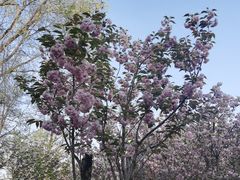 -长白岛森林公园