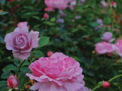 -人民公园(罗湖区)