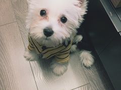 -翊宠yipet猫狗购宠庄园犬舍•猫舍