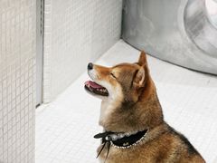 -柴务处·柴犬主题狗咖