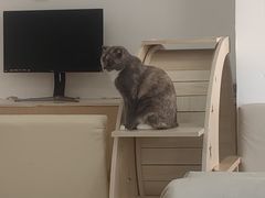 -鼓捣猫呢主题猫咖店