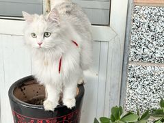 -美联众合动物医院·24h京西诊疗中心