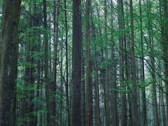 -武陵山森林公园