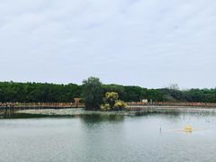 -大湾区中央湿地公园