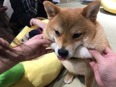 -逗柴咖啡屋·狗咖猫咖宠物桌游