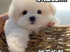 -萌宠之家·腊肠犬·马尔泰·小体犬舍