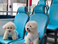 -帕帕拉兹宠物(亚洲旗舰店)