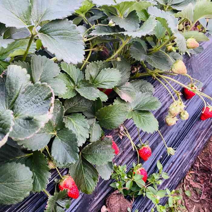 兴旺草莓园-"1-24记录生活 交通06:不是附近."-大众点评移动版