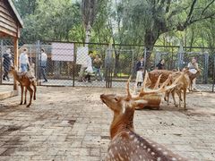 -长白岛森林公园