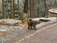 -黔灵山公园