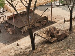 -北京鹿世界主题园