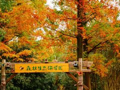 -东平国家森林公园