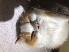 -猫和宫(六道口店)
