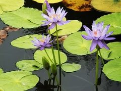 -国家植物园南园