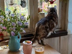 -海边的猫和咖啡馆