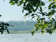 -大湾区中央湿地公园