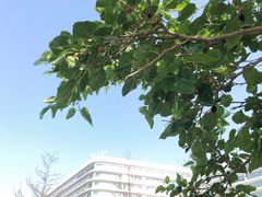 -青岛银沙滩温德姆至尊酒店