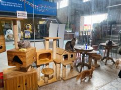 大堂-more than meow吴止猫主题餐厅(承德 中船汇店)