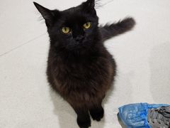 -藏猫猫咖啡主题馆(中央大道店)