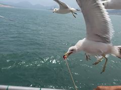 -海驴岛(荣成市)