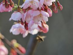 -顾村公园
