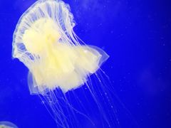 -上海海洋水族馆