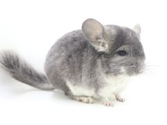 -龙猫仔乐园(惠福东路店)