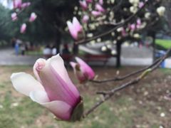 花-秦始皇帝陵博物院-丽山园