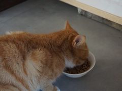-知亘茶食