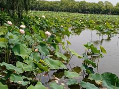-荷塘月色湿地公园·向阳花洲