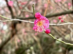-白塘生态植物园