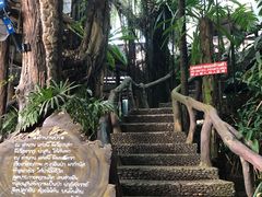 -绿光森林餐厅