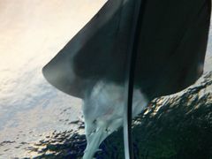 -瑞普利水族馆