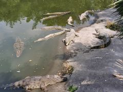 -广州长隆飞鸟乐园