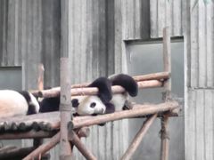 -成都大熊猫繁育研究基地
