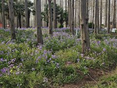 -黄海国家森林公园