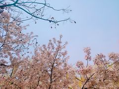 -西安青龙寺遗址景区