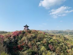 -贵州百里杜鹃风景名胜区