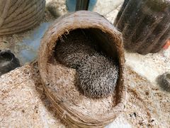 -momokira米努特·德文卷毛猫·棉花面纱犬
