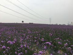 -紫颐香薰山谷景区