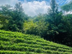 -姑婆山旅游区