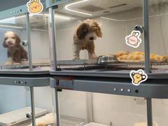 -翊宠yipet猫狗购宠庄园犬舍•猫舍