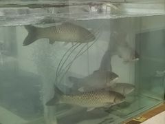 -源港渔村-中山脆肉鲩(博罗店)