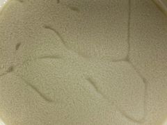 -老回回烩面馆(左家庄店)